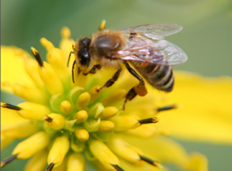 Bee on a flower