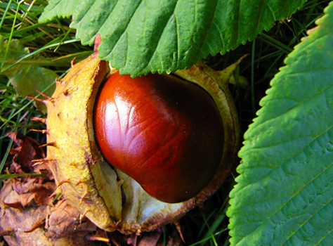 Conker