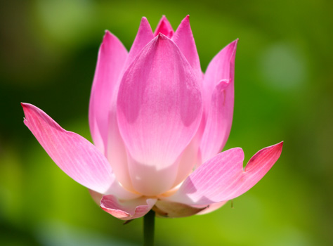 Pink Flower