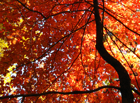 Tree with red leaves